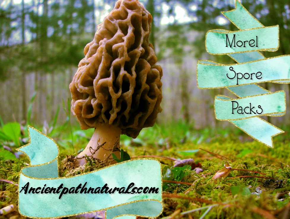 Ancient Path Naturals tweet media