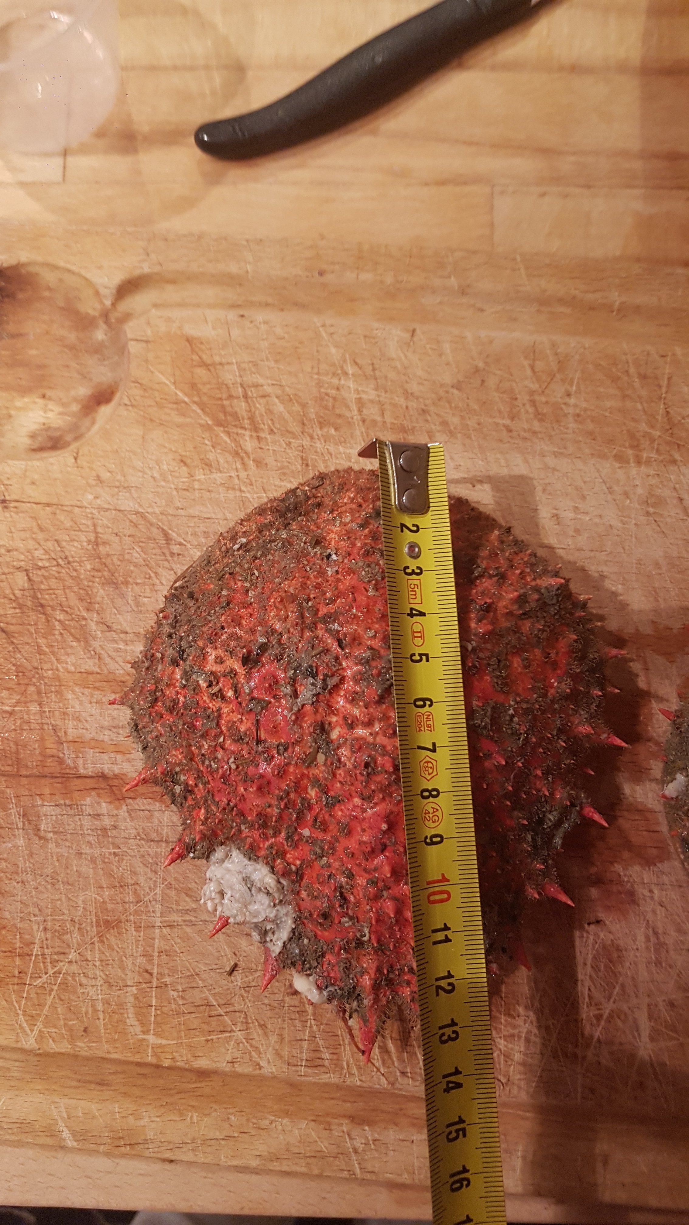 Ewen Lescop Alors Qui Dit Bebe Dit Petit Et La Attention On Ne Rigole Pas Avec La Reglementation 12 Cm Pour Des Araignees T Co Hxaiod4szg Ouf On Est Bon T Co Ji97iqs87p