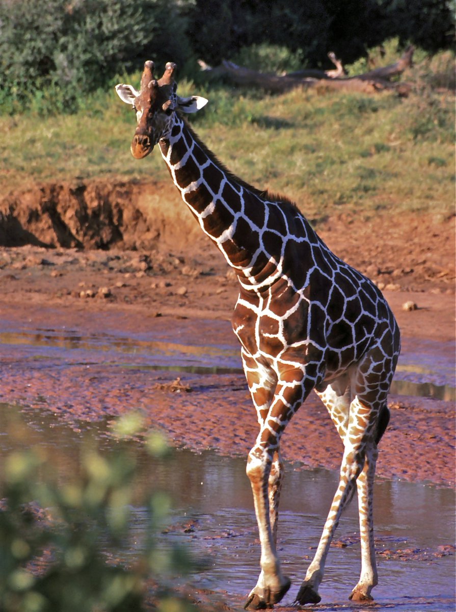 Giraffa camelopardalis reticulata #SomalischeGiraffe #NetGiraffe #ReticulatedGiraffe #SomaliGiraffe