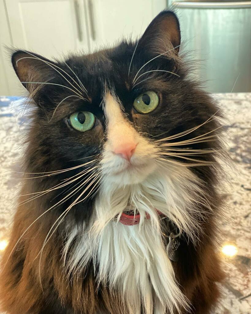 Caturdays 😻 #vanpetcare instagr.am/p/CLh7q7qhj6Y/