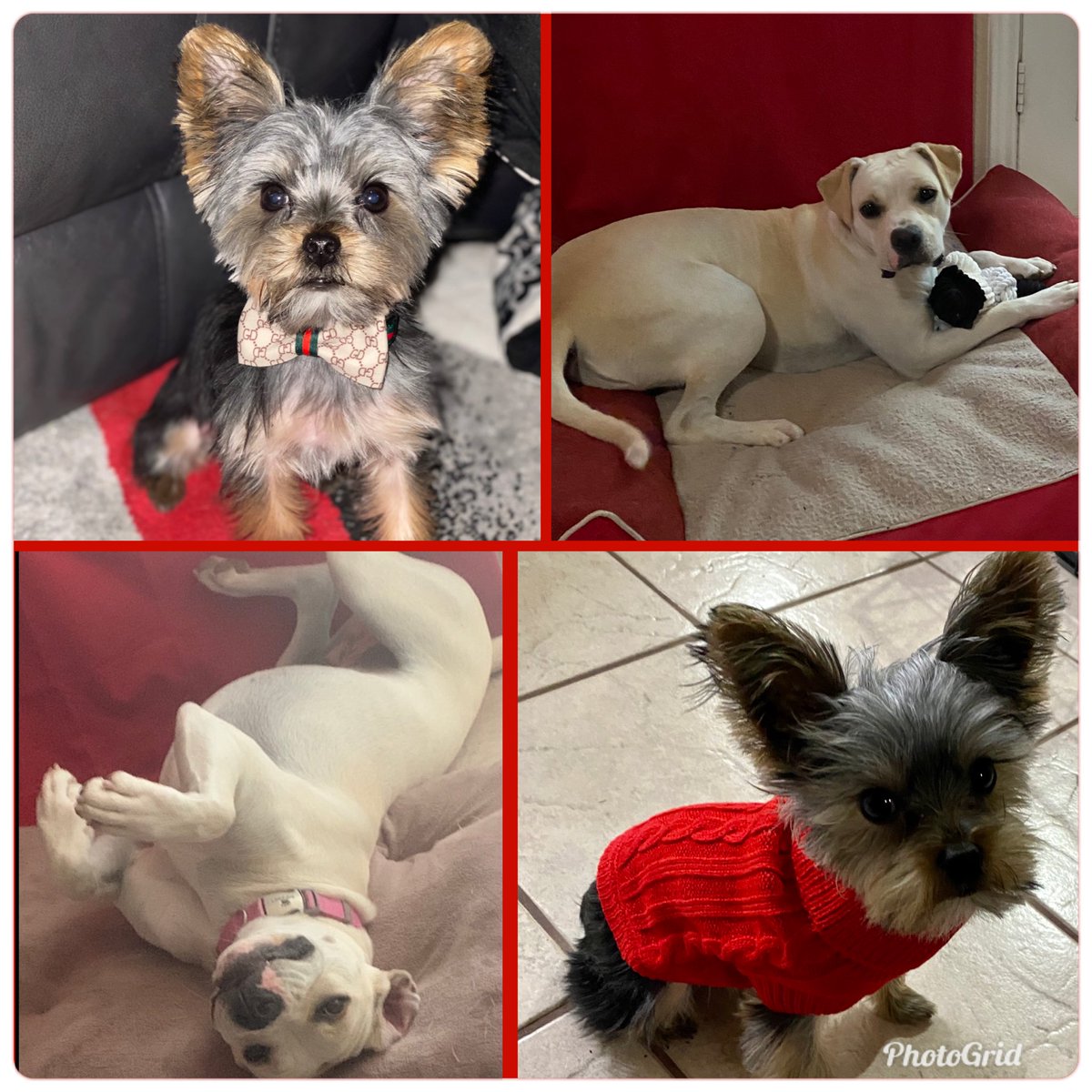Happy #NationalLoveYourPetDay! Here's some adorable Pictures of Ella and Roman!!🐾