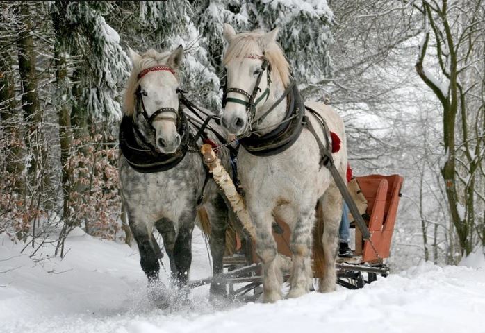 Jigsaw Puzzle: Winter Sleigh Time

eriemedia.ca/jigsaw-puzzle-…