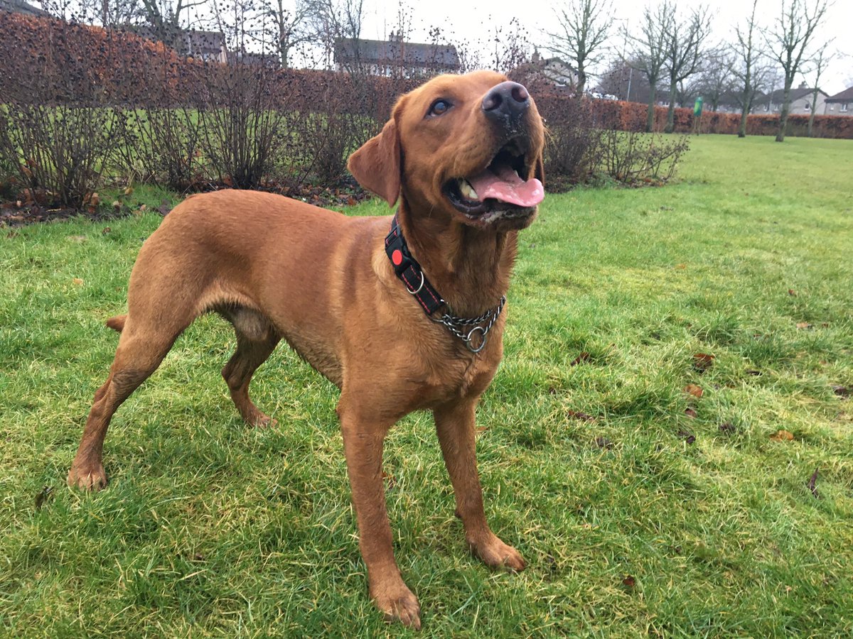 pawsonplastic's tweet photo. 2 more bags of #litter & a whole lot of fun in the mud! #missingthesnow #pawsonplastic #2minutelitterpick https://t.co/u80bC758k4
