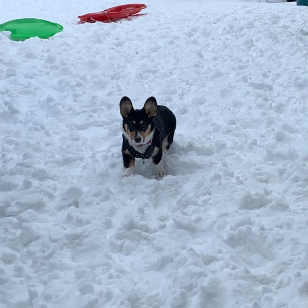 forritcu's tweet photo. #NationalLoveYourPetDay We are happy to share all our pets and can't wait to see all of yours!
Post your favorite picture (Or all the pictures) of your pets
#CreditUnionPets #PortlandPets #PNWPets #PortlandSnow #PDXSnow #PDXPets https://t.co/A0s5Cg2Bdk