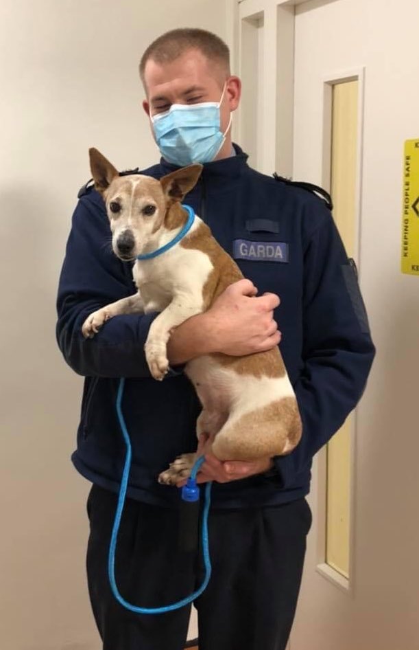 MyLovelyHorseR's tweet photo. Found in Cabra, Dublin. If this is your dog, please contact Cabra Garda Station on 01 6667400 - proof of ownership required @gardainfo https://t.co/rI0Dqa5krn