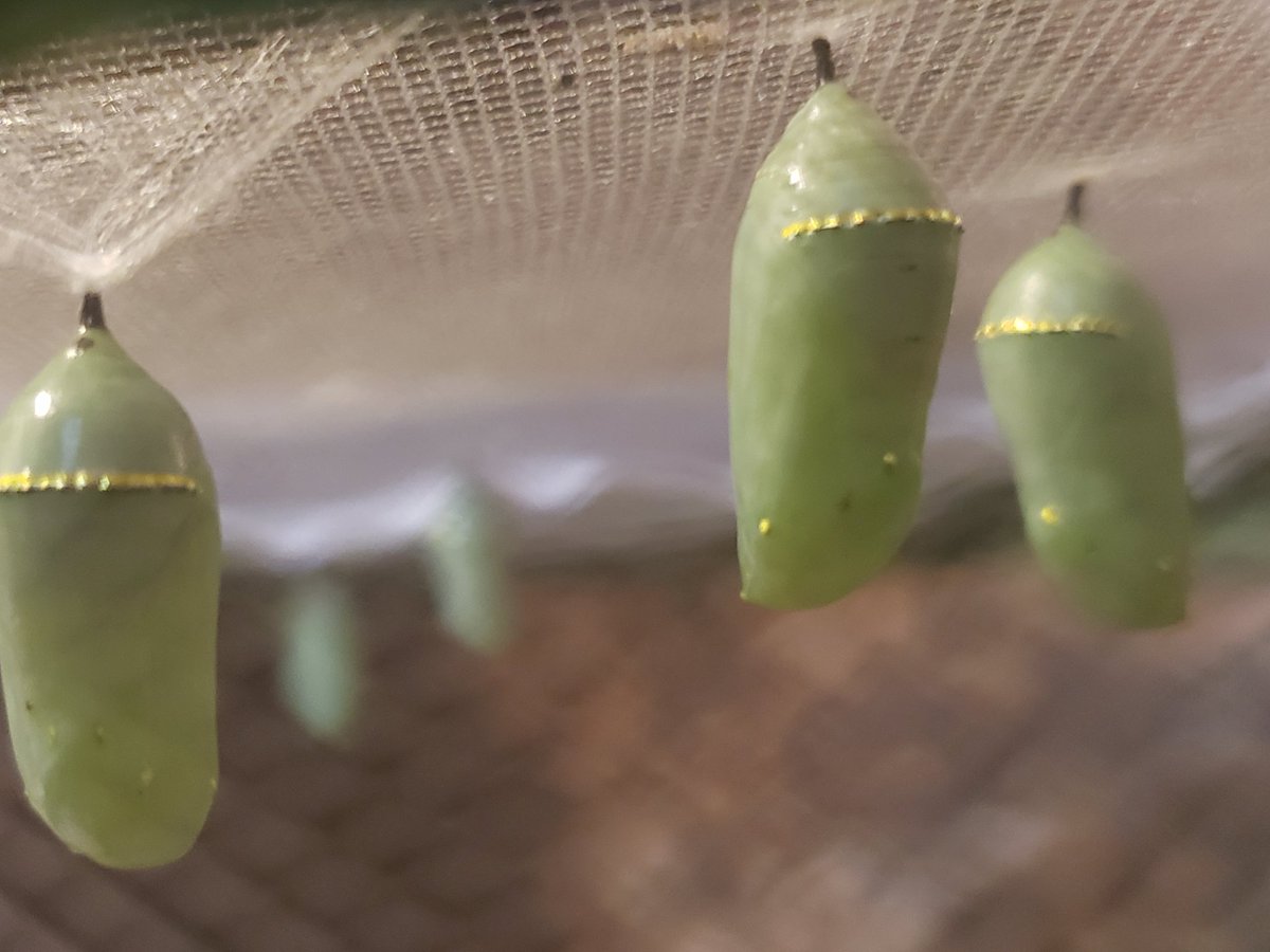 Margot R tweet media