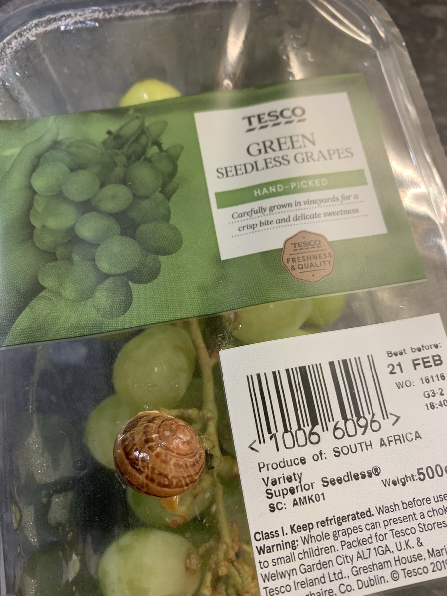 Was this snail hand-picked with my grapes <a href="/Tesco/">Tesco</a>? Feel sick after eating a vine now 🤮