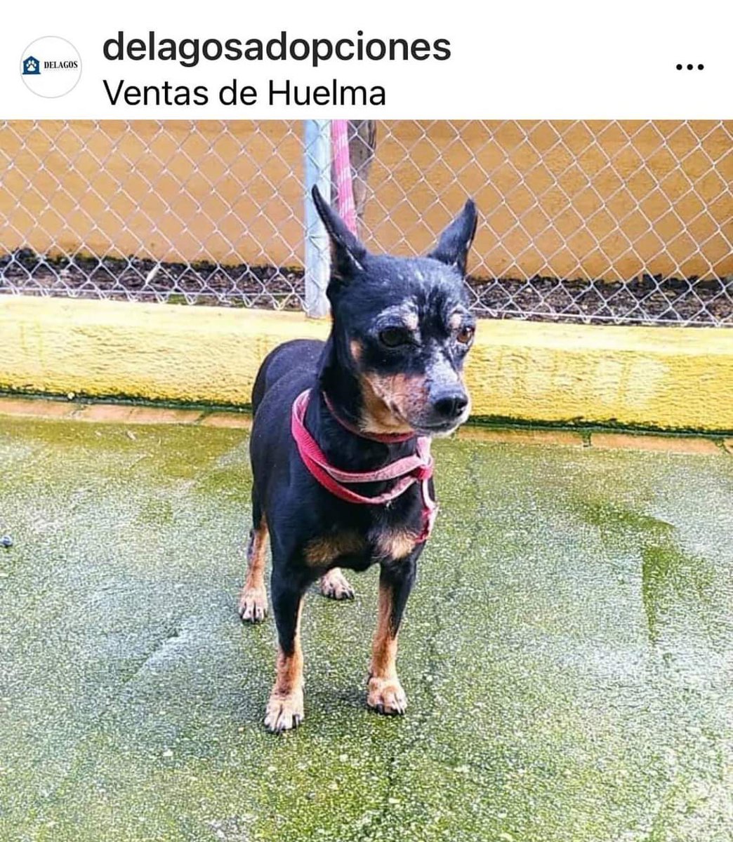 BeatrizAndrino's tweet photo. 🆘S A C R I F I C A N🆘
#PerreraDelagos #GRANADA Nuevas entradas A ls 10días
🆘🙏#SACRIFICAN📢📢 Contacto y horarios en fotos
El adoptante solo paga el chip,la vacuna d la rabia y la desparasitación Cachorros menores d 3 meses no se paga nada
Información👇
https://t.co/a9VC8xPMif https://t.co/t4dkH4rMrd