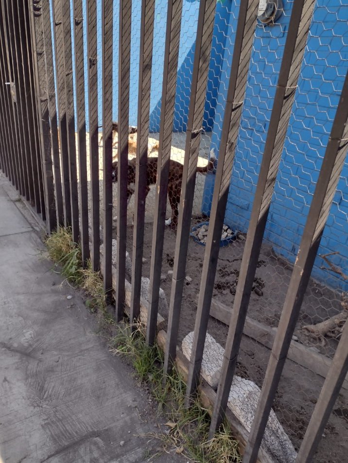 Alekei861's tweet photo. @TelevisaPuebla @aztecapuebla @IBAGobPue @SaludGobPue nos apoyan con esta denuncia de maltrato animal, 29 A Norte 1036, Sn Alejandro, Puebla, 8 perros en condiciones insalubres y desnutrición también es un foco de infección para los vecinos https://t.co/qQ10bvhBch