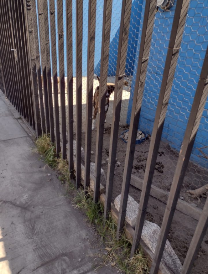 Alekei861's tweet photo. @TelevisaPuebla @aztecapuebla @IBAGobPue @SaludGobPue nos apoyan con esta denuncia de maltrato animal, 29 A Norte 1036, Sn Alejandro, Puebla, 8 perros en condiciones insalubres y desnutrición también es un foco de infección para los vecinos https://t.co/qQ10bvhBch