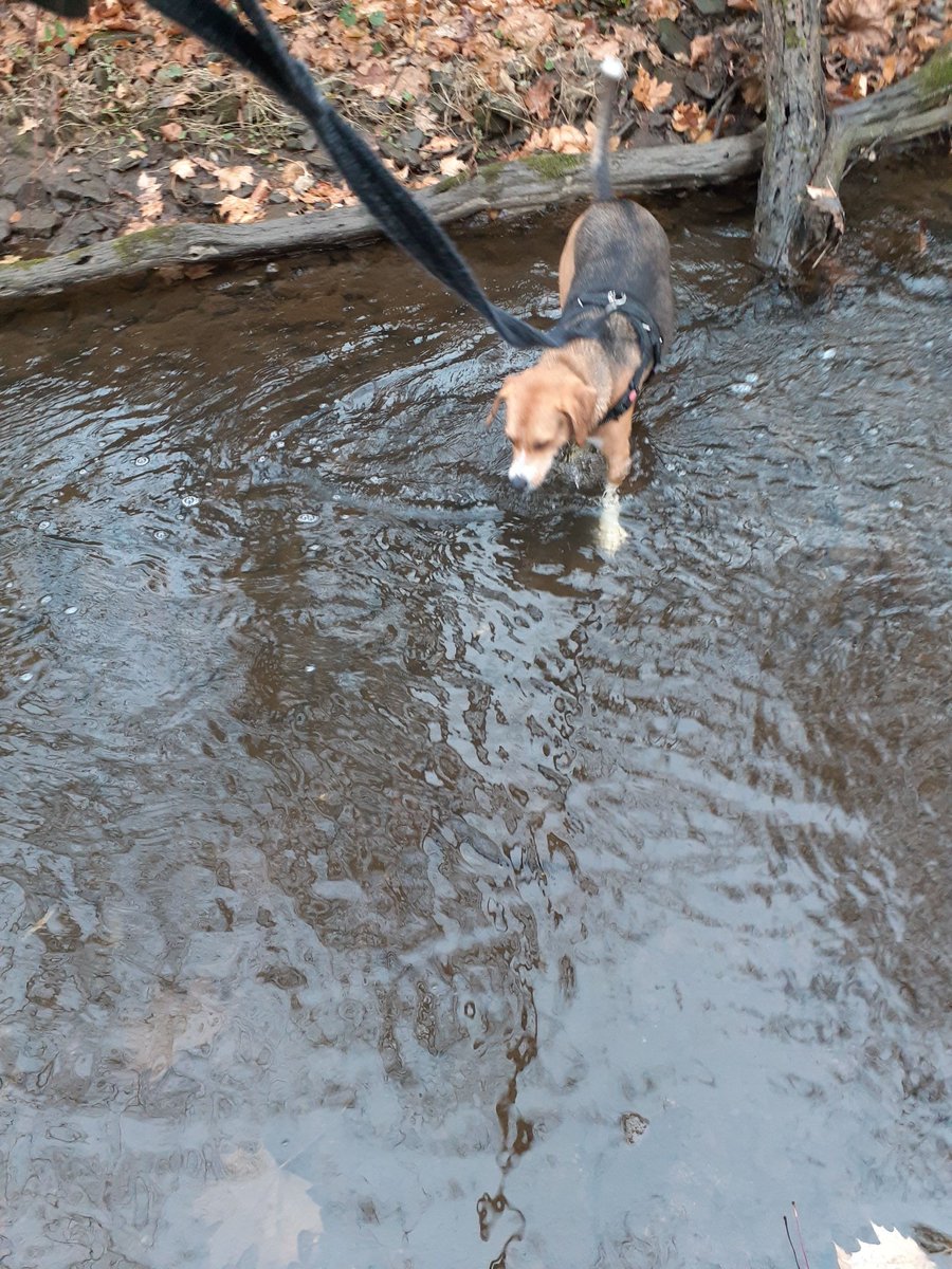 Dougeeesaunders's tweet photo. @beaglefacts Max
He loves to hit the creek after we run a couple miles https://t.co/xdDEHVaXe2