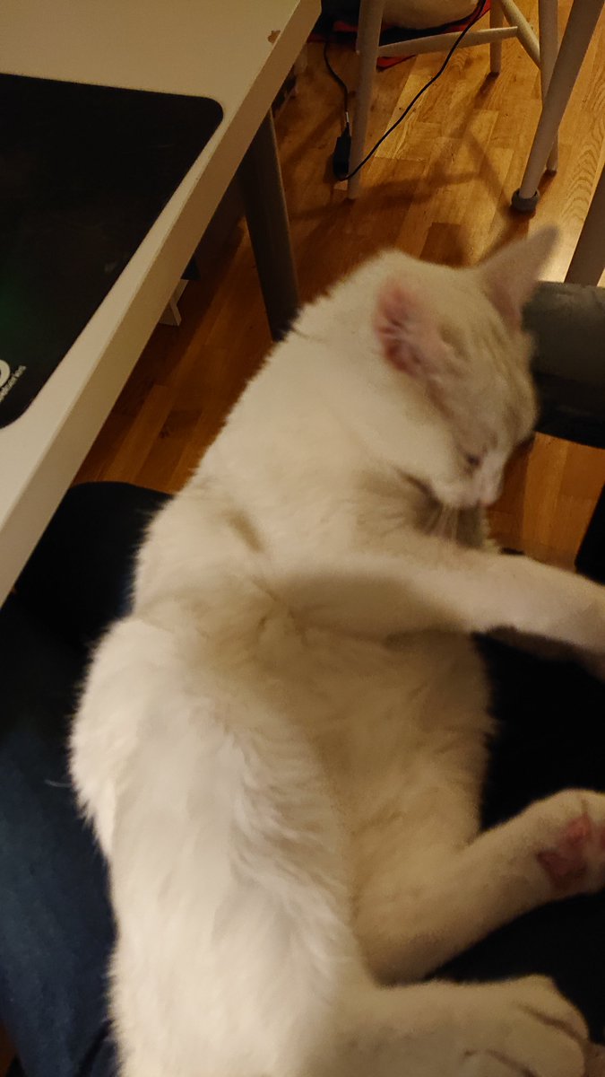 The Cat Collective tweet media