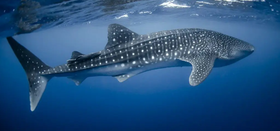 Sea Save Foundation tweet media