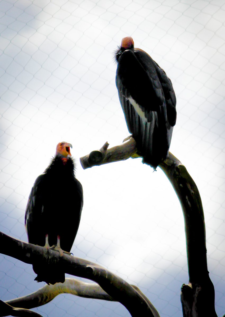 AllisonSquared's tweet photo. I finally made it to see the #CACondors @OaklandZoo No joke, I have been actively trying to see these magnificent birds for a over a year and a half. The one with its mouth open flew to the front of the enclosure. Truly majestic af. #bucketlist https://t.co/dcBzZgrnGV