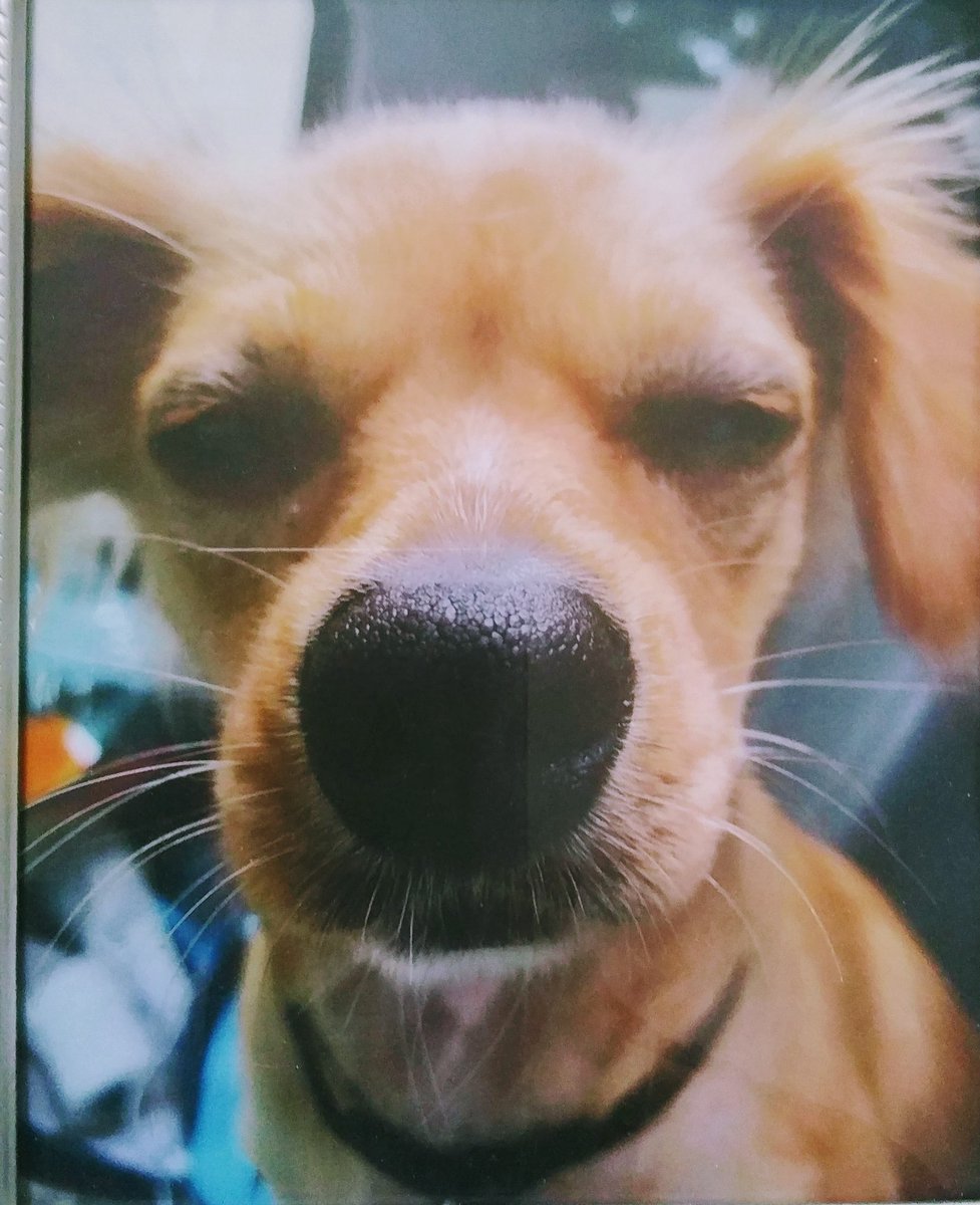 RemovableHooks's tweet photo. @TheCruzDog @TheOvalPawffice Major, Champ and I are on "Stand Back & Standing By" awaiting #OperationSnowflake orders. https://t.co/Kp4RbF4H55