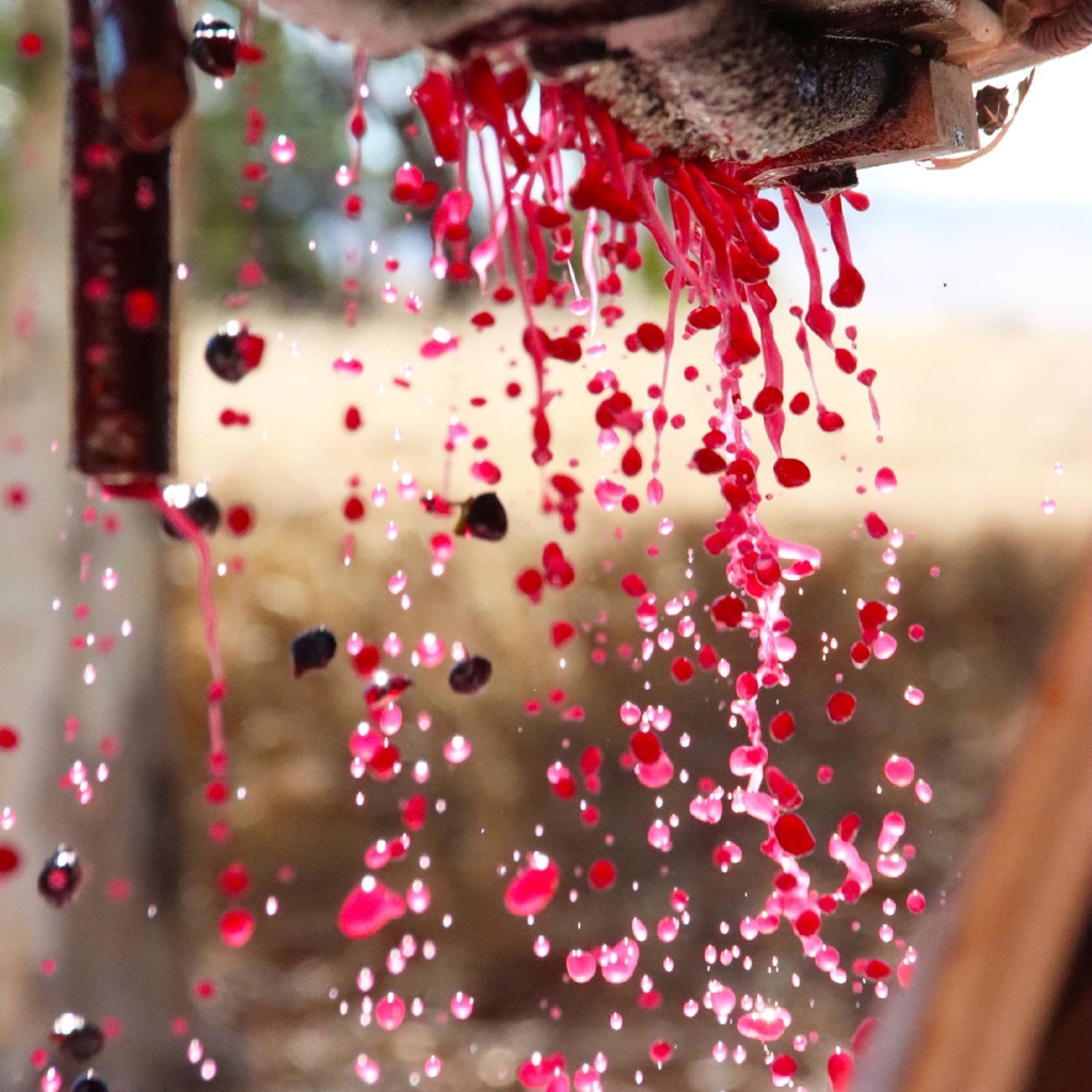 Shiraz waterfall at <a href="/ChateauYaldara/">Chateau Yaldara</a> #barossa #v21 #grapes #vintage #excitement #redwine #sparkles