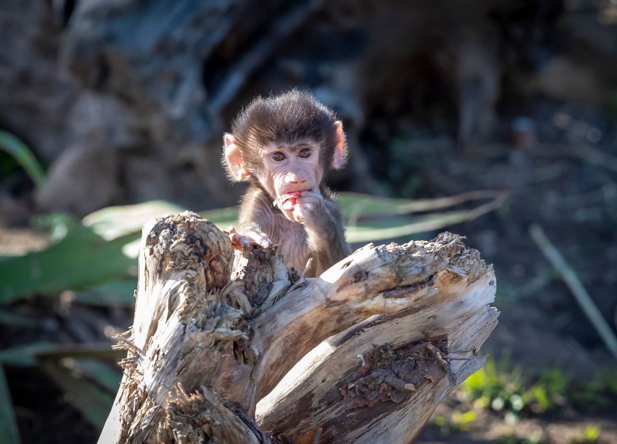 RagingWatersSyd's tweet photo. We're giving you the chance to WIN 4 tickets to Sydney Zoo! 🐒🦒🐘
Five lucky winners will be chosen. Enter online at https://t.co/ihVguhFQzH 

No pur. req. Australian res. 18+, or 13+ with parent permission. Ends 25.02.21 Rules @ragingwaterssydney.com.au/zoo-giveaway https://t.co/DTLDAke175