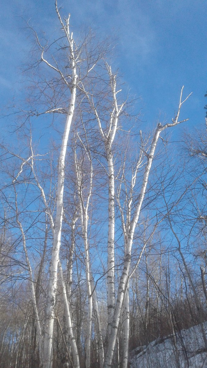 pattage23's tweet photo. Trail in south Riverbend beckoned today; less crowded than I feared (yay!); snow not too sloppy yet.
Plenty of sun, some neat clouds, waxwings and chickadees seen (and heard!)
More warmth promised tomorrow.
Winter in #Edmonton is beautiful.
#WinterWalks #yegWinter
#WeekOfWinter https://t.co/Z5L2cOeXLa