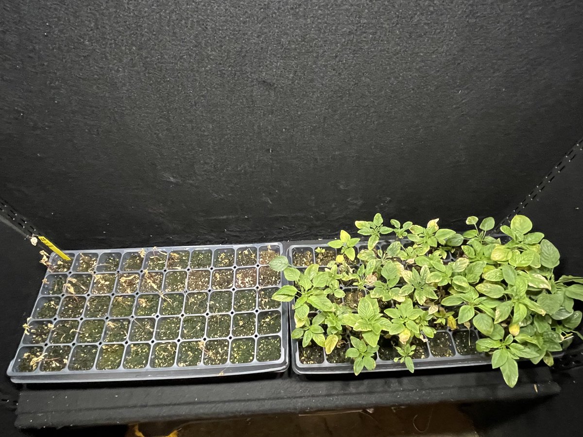 Glufosinate-resistant Palmer amaranth confirmed in Arkansas. Susceptible accession on left and resistant one on right following Liberty (glufosinate) at 32 oz/A. First broadleaf with resistance to glufosinate globally. #uarkweeds