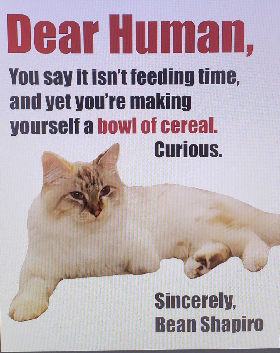 aabicus's tweet image. Bean gives me this same look every time