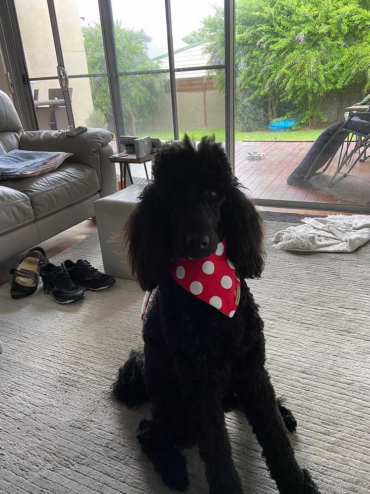 SunniesSnackos's tweet photo. Sweet Alfie wearing our Red Polka Dot bandana in size large
https://t.co/J6uLEnQIUW
#bandana #dogsinbandanas #redpolkadot #dogoftheday #dogsoftwitter #sunniessnackos https://t.co/1G2U9YzJAm