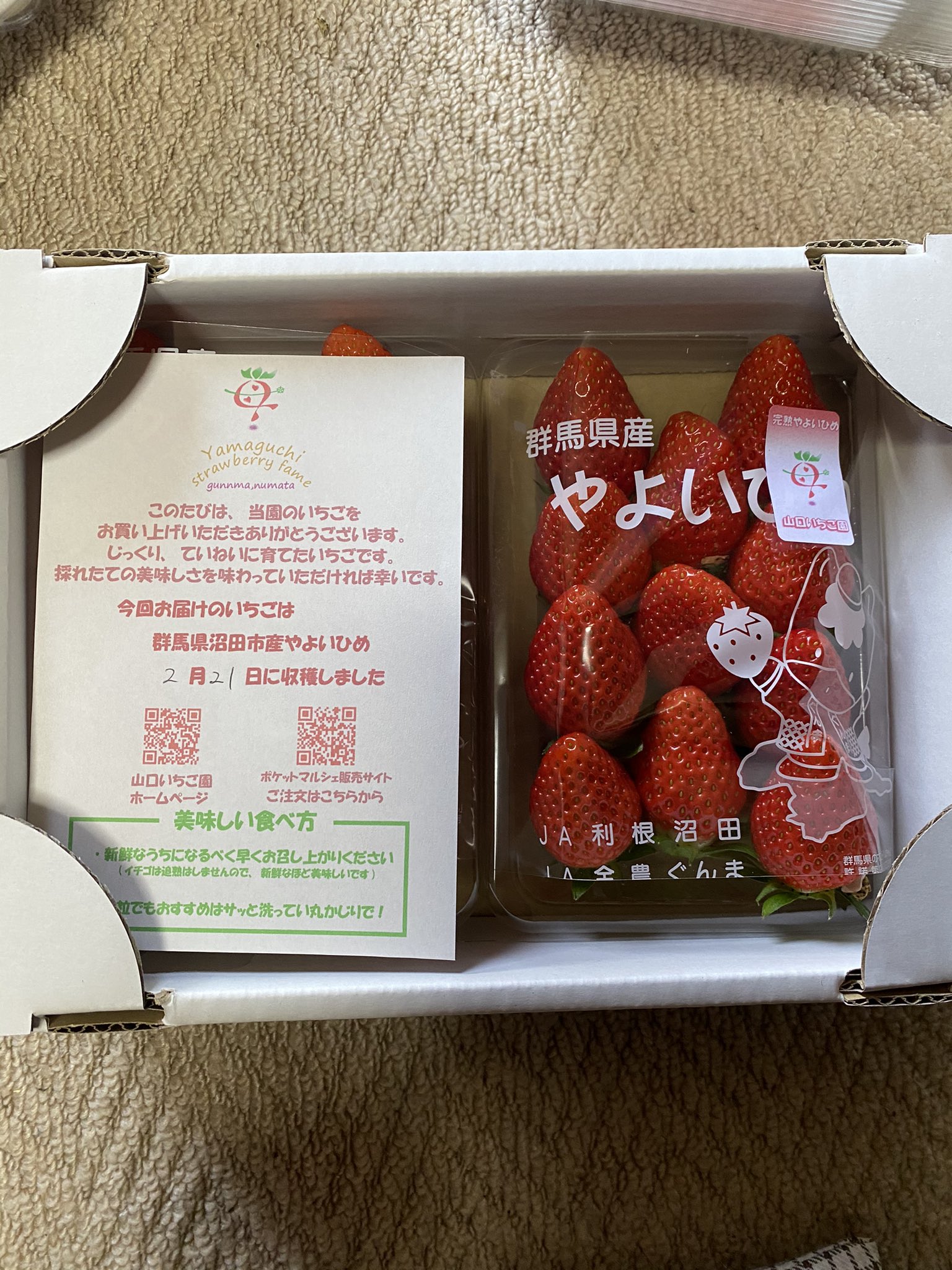 山口いちご園 今日も良いイチゴが収穫できました