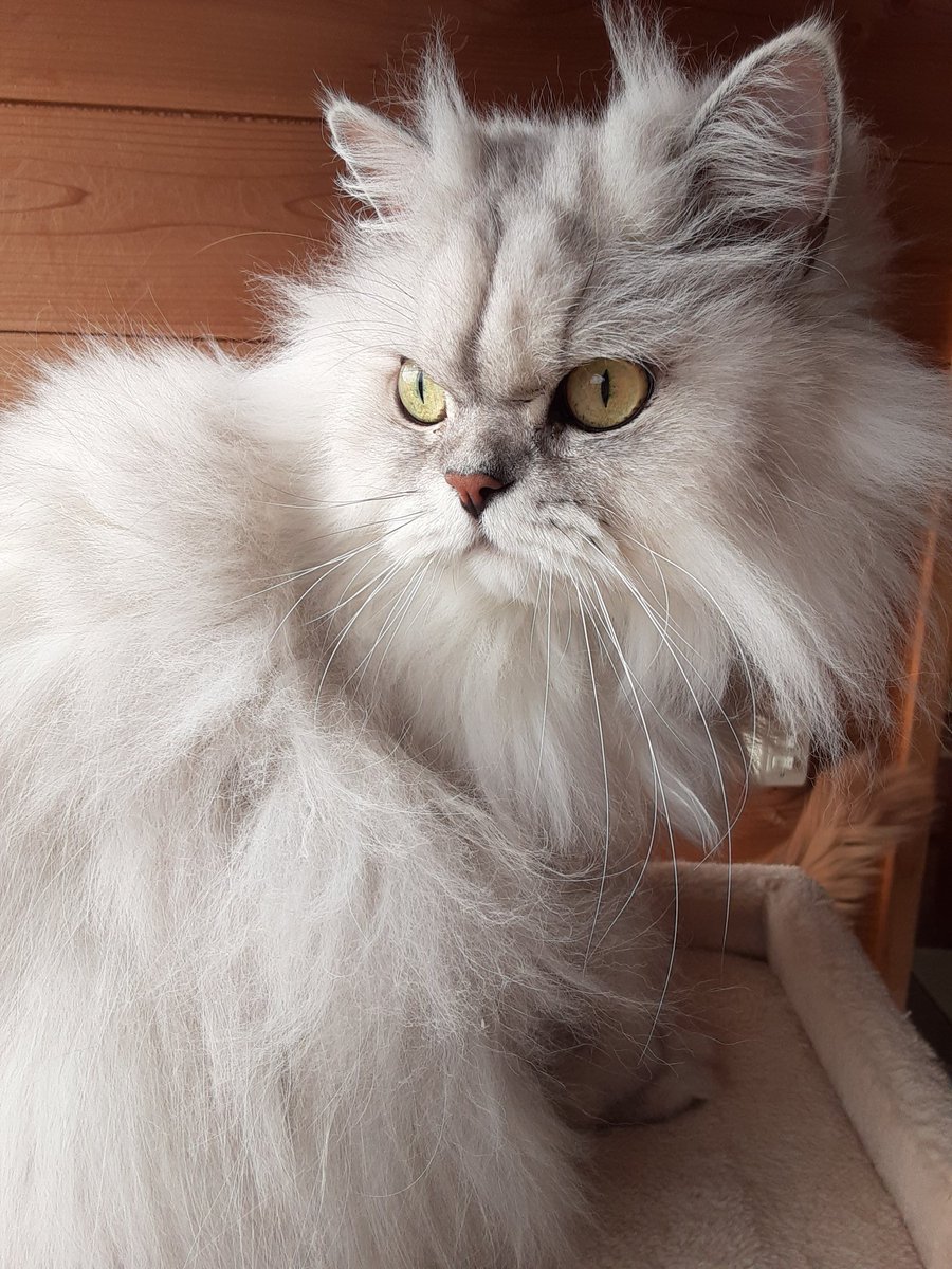 猫カフェちぐら 今日の猫カフェちぐら ちょっと ご機嫌斜め 新潟 猫 猫カフェ ペルシャ リン様 猫カフェちぐら 今日の猫カフェちぐら ちょっと ご機嫌斜め 新潟 猫 猫カフェ ペルシャ リン様