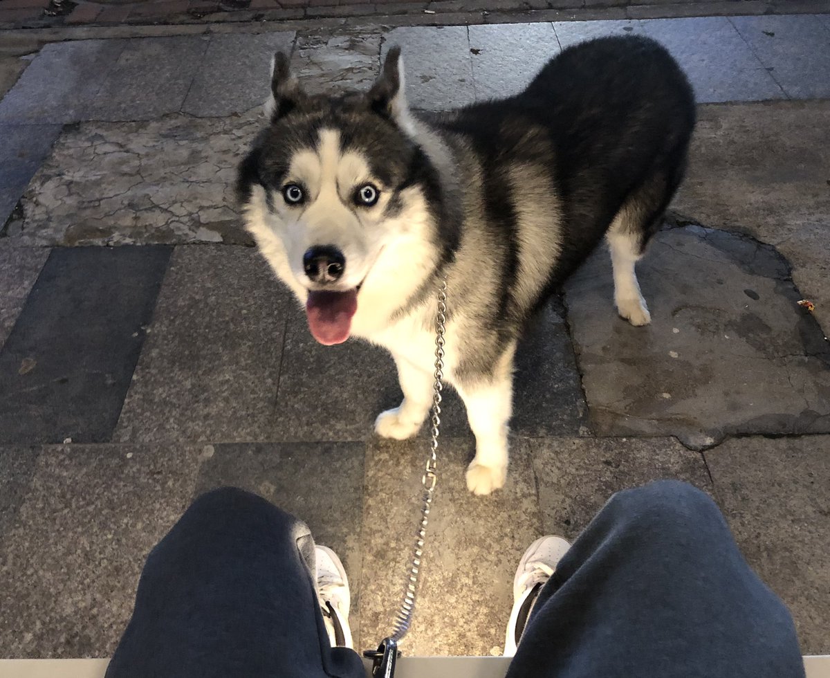 StarboyFPS's tweet photo. Sb Husky 🐼 https://t.co/SIND3q9G9w