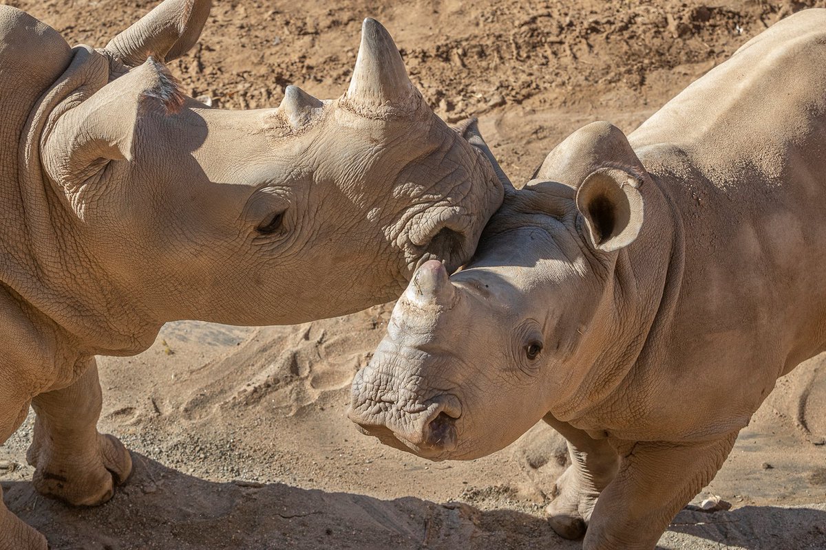 Rhino what you need: forehead kisses