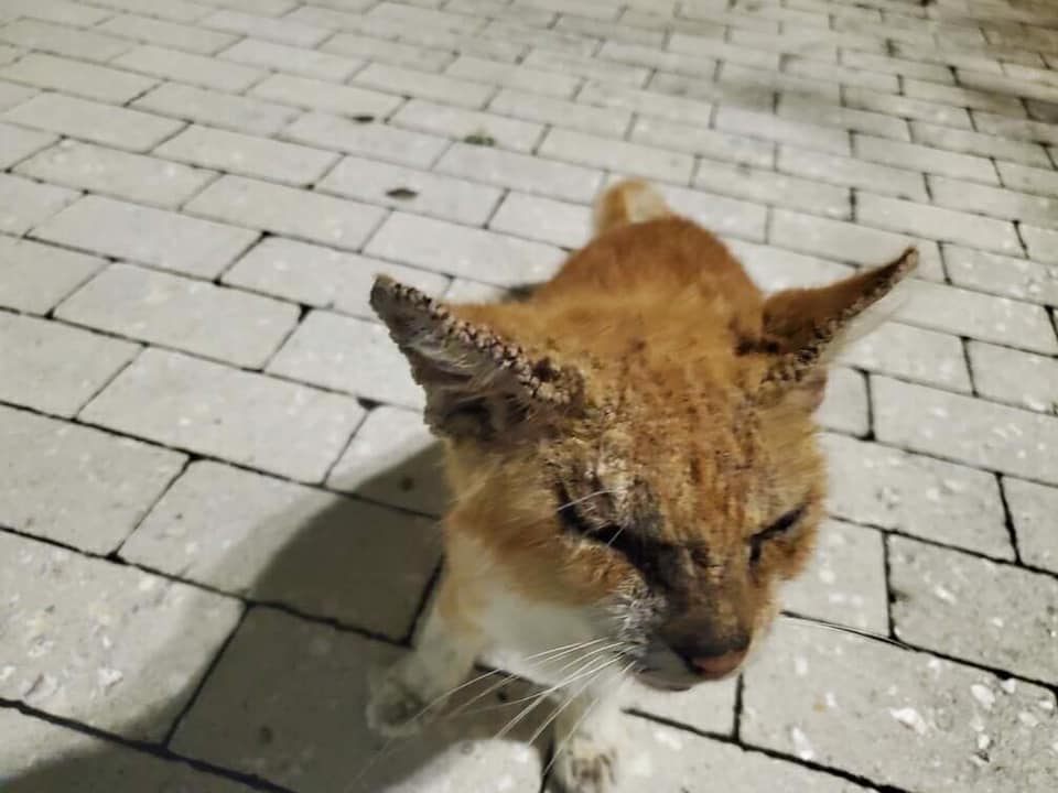 AATCSFL's tweet photo. Barry was found at Fairfield Inn by a concerned guest, AATC was called, a few days later Barry was found laying in the parking lot of the hotel. He's now at our vet. Read more on Barrys story please visit- https://t.co/sZyLYqUdLR https://t.co/B7e6ODiaUn