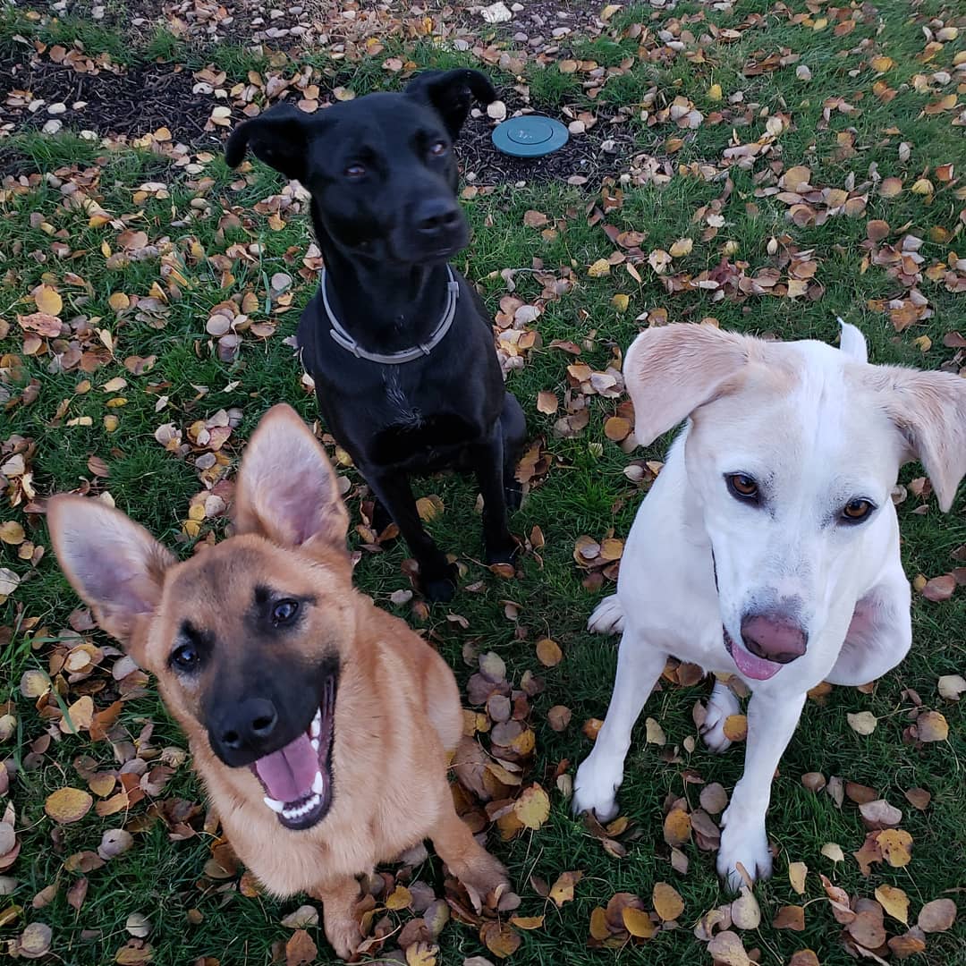 KrisCollingMD's tweet photo. @KelseyBerndt Ahhh!!  So happy for you!   Dogs are the best!  We added a Sheppard mutt to our crazy dog household in June! https://t.co/Pdam7CRS8X