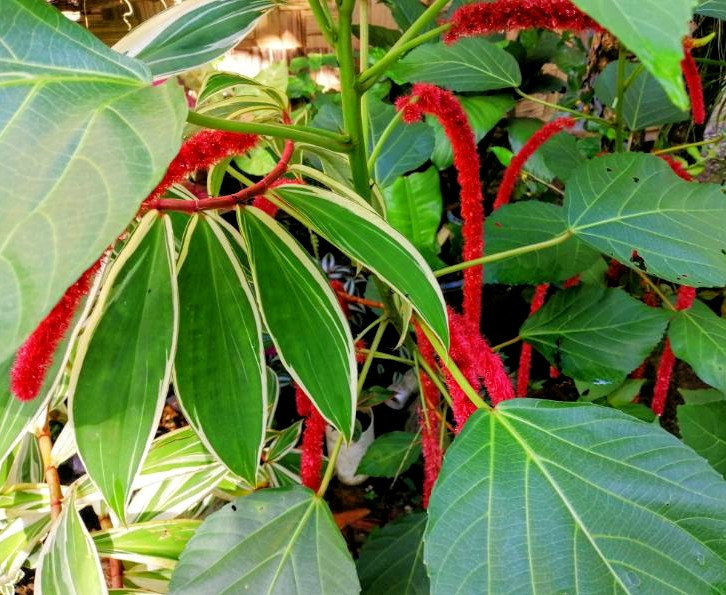 DreamYardTeam's tweet image. Chenille plant (Acalypha hispida) Is native to tropical Asia. It's now grown in many countries and is a popular houseplant for its attractive colored furry flowers. 
#chenilleplant #Acalyphahispida #tropicalflowers #Philippinemedusa #redhotcatstail #foxtail
#nature #houseplant