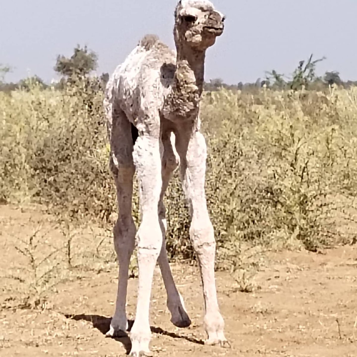 IlseKohler's tweet photo. T'is the season for camel babies to be born. This one needs a bit of encouragement by master herder Madhuram Raika. https://t.co/tX1Ym7IbZy