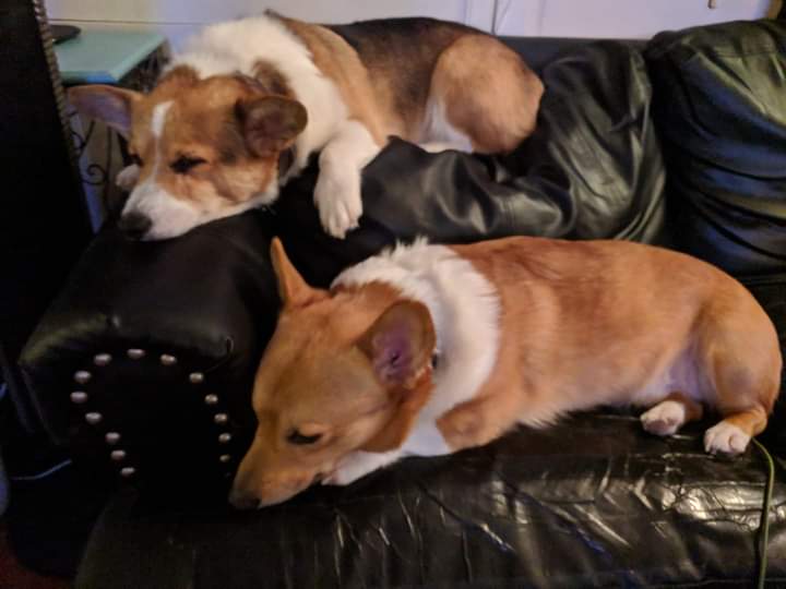 CorgiJennifer's tweet photo. Ollie and his little brother Gizmo taking a lil nap

#CorgiCrew #Corgi #corgiofTwitter #corgigang #corgilife #corgiaddict #LGRW @willothecorgi #TheUK #dog https://t.co/HFRAC3rIAo