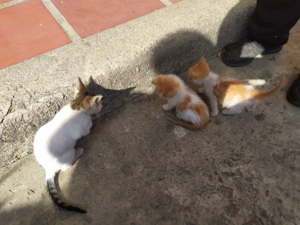yaracalcagno's tweet photo. Difundo. Estos bebés están en riesgo, me lo repirta un jovencito, que los esta ayudando, se necesita con URGENCIA un temporal o Adopción,  están en un Gimnasio en la alta Florida Ccs... contacto 0414 2664381 https://t.co/OCfqIaRuaF
