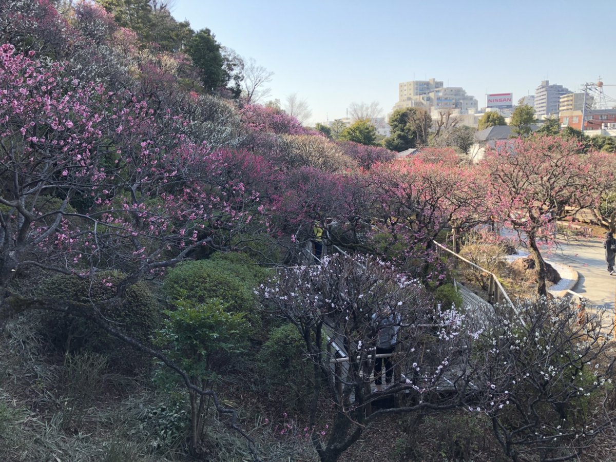 池上 梅園 見頃