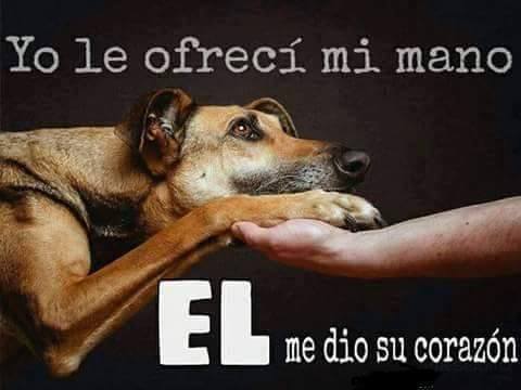 GEDVAnimal's tweet photo. "Yo le ofrecí mi mano ... " https://t.co/11IsBAwwkV