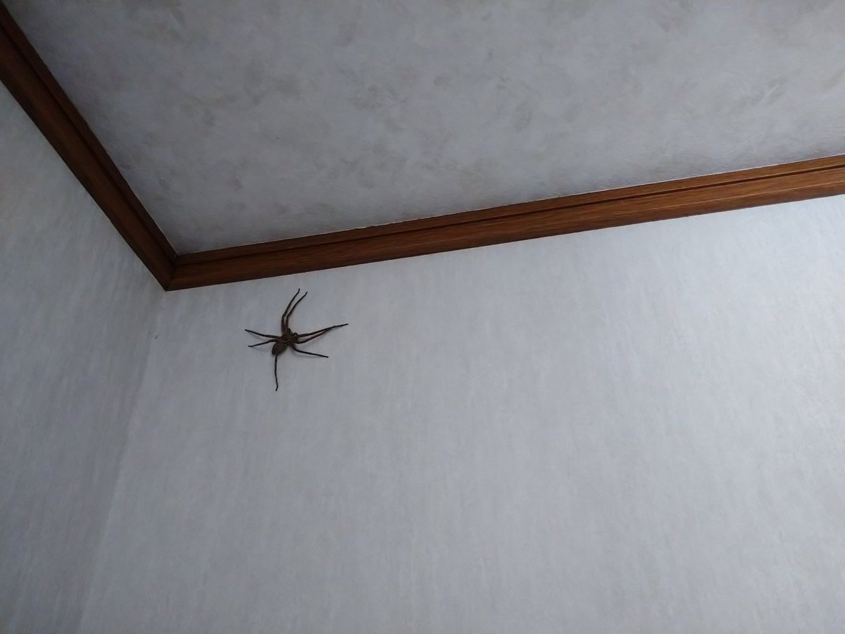 巨大蜘蛛 Twitter Search