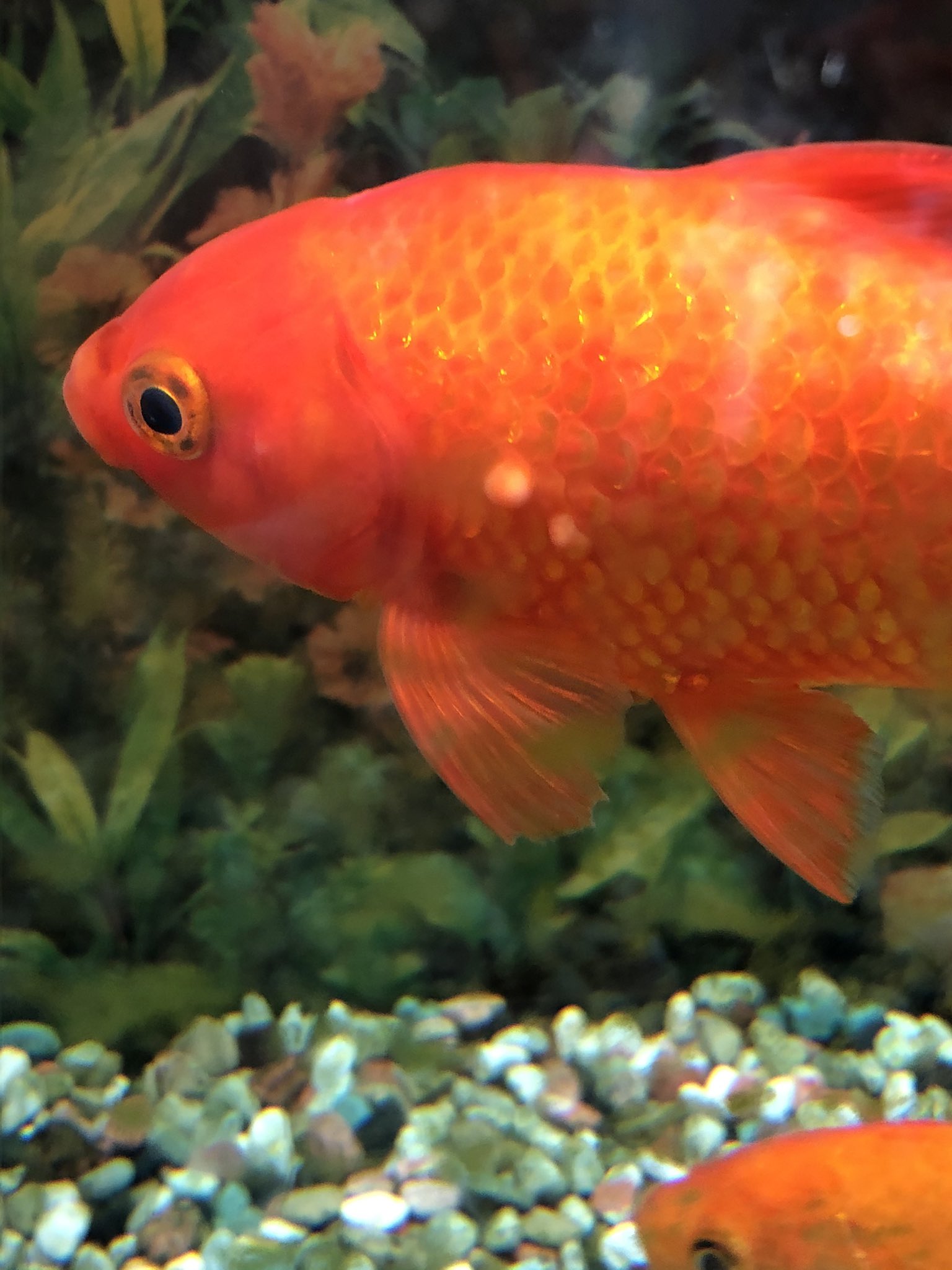 تويتر バナナの目 على تويتر 金魚達に白いできものが どんどん増えてしまっています 近所の熱帯魚店で写メを見せたら 白点病か 水カビですね と言われて薬浴をしましたが全然効果がありません なんの病気か知ってる方教えてください 金魚 金魚病気 白点病