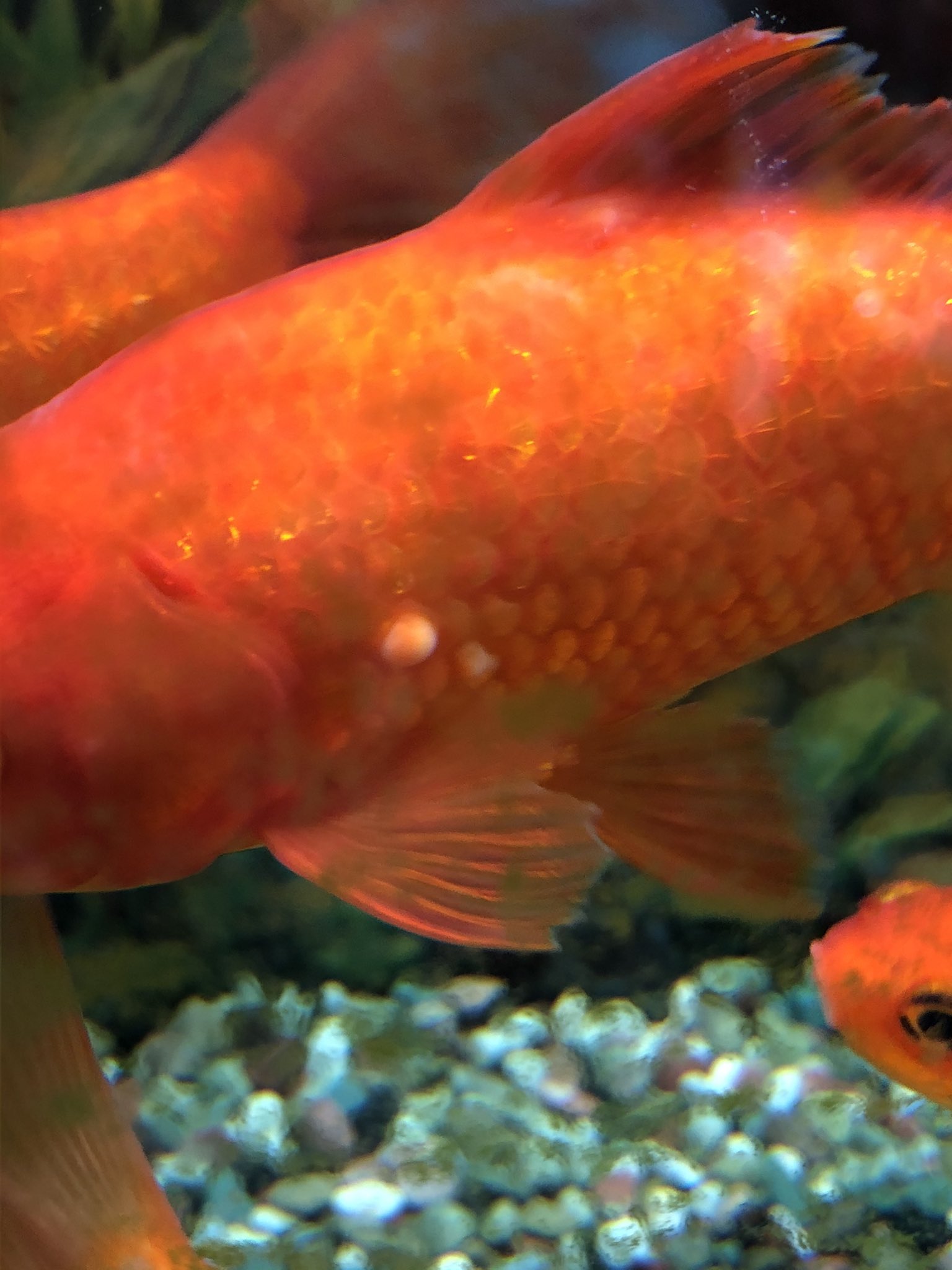 バナナの目 金魚達に白いできものが どんどん増えてしまっています 近所の熱帯魚店で写メを見せたら 白点病か水カビですね と言われて薬浴をしましたが全然効果がありません なんの病気か知ってる方教えてください 金魚 金魚病気 白点病 水カビ