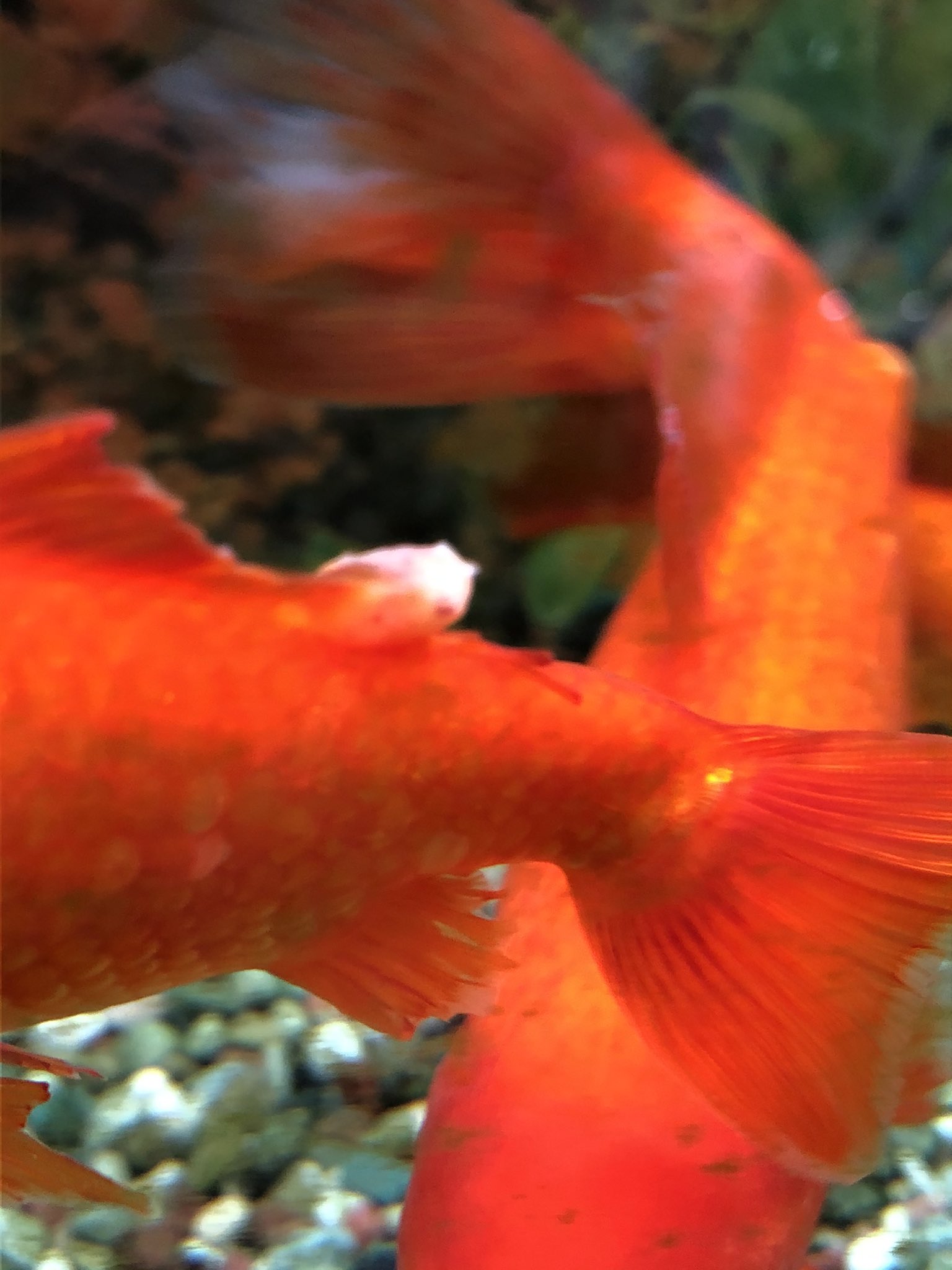 バナナの目 金魚達に白いできものが どんどん増えてしまっています 近所の熱帯魚店で写メを見せたら 白点病か水カビですね と言われて薬浴をしましたが全然効果がありません なんの病気か知ってる方教えてください 金魚 金魚病気 白点病 水カビ