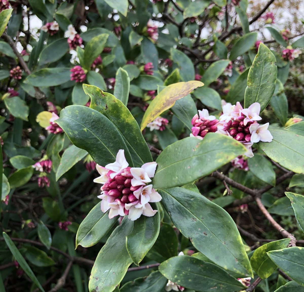 Sakura 沈丁花 ジンチョウゲ いい香り 沈丁花いい香り