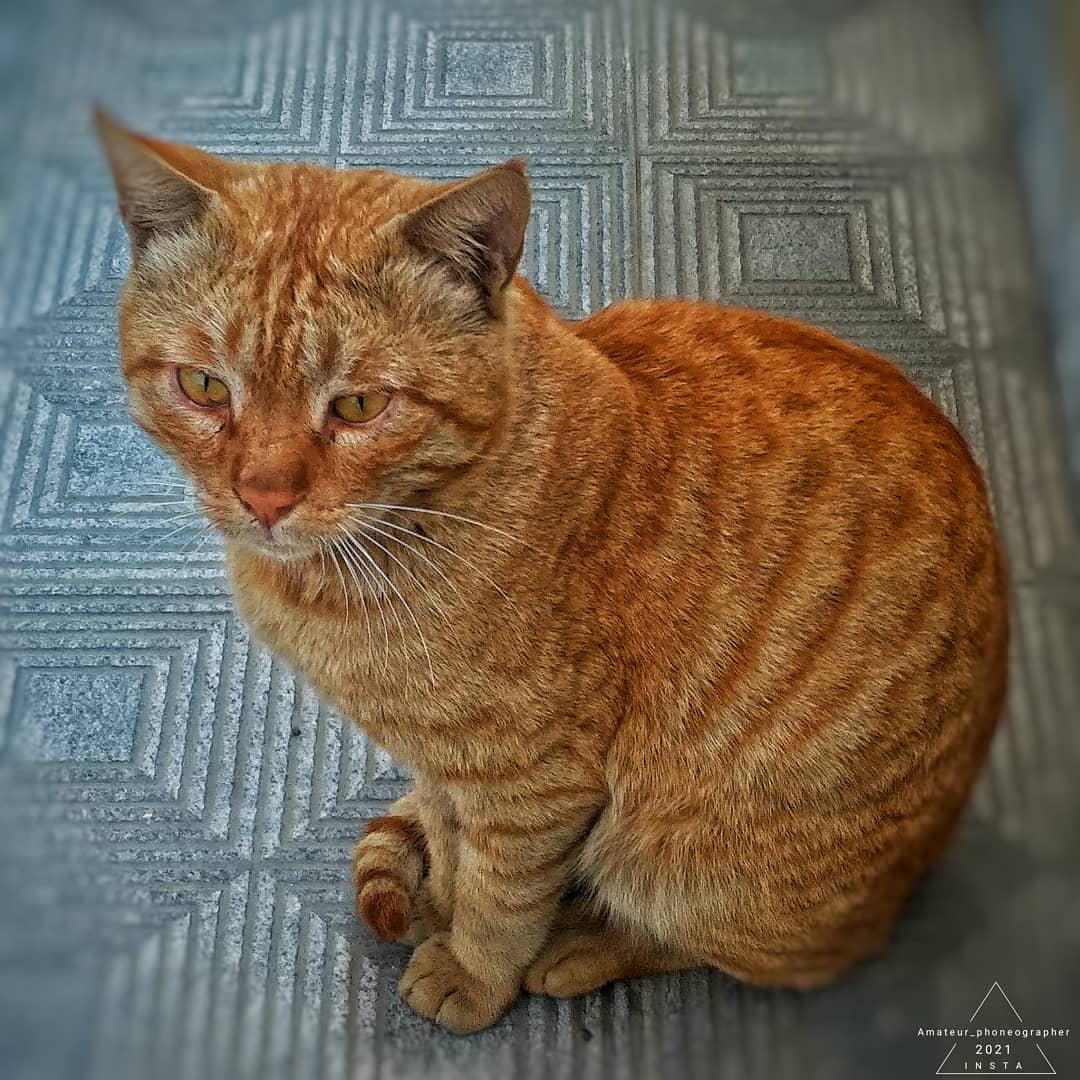 Mudassirkhali12's tweet photo. Not a golden retriever but a golden cat 🐱🐈 #be_amateur #amazingcat #catsagram #lovecats #instacats #beautifulview #amazinganimals #instagood #ınstagood #instagram #igdaily #postoftheday #photo #photography https://t.co/D2GJzY7gn1