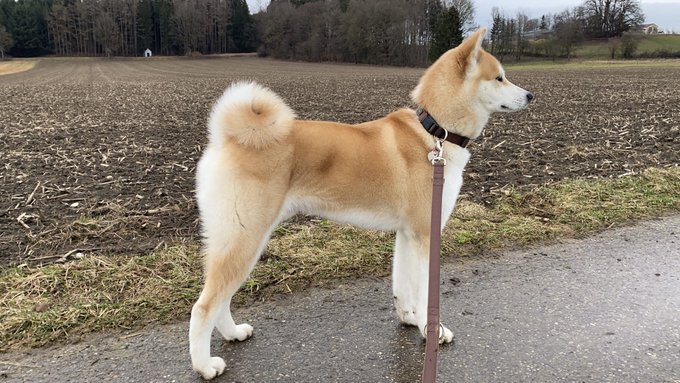 Darf ich vorstellen ? Akito !  Meine bessere H&auml;lfte 😂🙈❤️ #akita #AKITAINU #Japan #Japanese #dog #puppy<a href="/tag/dog"class="tags"><span>#dog</span></a><a href="/tag/japan"class="tags"><span>#japan</span></a><a href="/tag/puppy"class="tags"><span>#puppy</span></a><a href="/tag/japanese"class="tags"><span>#japanese</span></a><a href="/tag/akita"class="tags"><span>#akita</span></a><a href="/tag/akitainu"class="tags"><span>#akitainu</span></a>