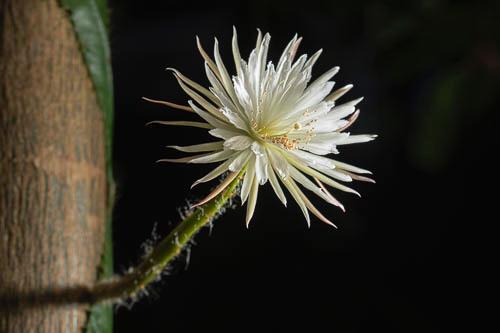 CUBotanicGarden's tweet image. If you would like to hear more about the Moonflower flowering, and what happened overnight,  @CamPlantsman is talking all about it this morning on @BBCBreakfast at 7.20 and @bbc5live at 7.40.