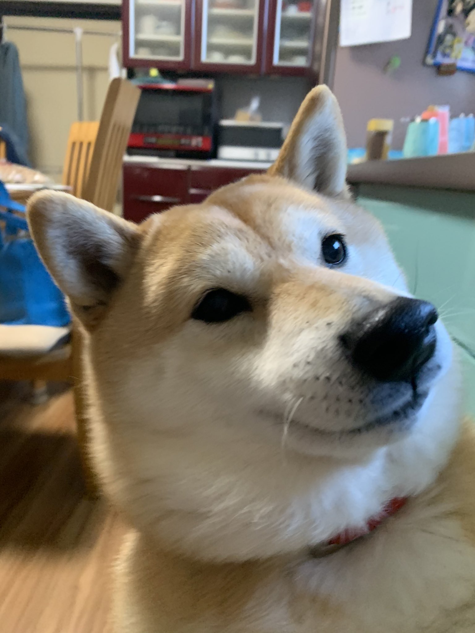 柴犬ココとチョコ 犬とハイタッチ中 柴犬 犬のいる幸せ ほのぼの ハイタッチ 親バカ 柴犬ココとチョコ 犬とハイタッチ中 柴犬 犬のいる幸せ ほのぼの ハイタッチ 親バカ