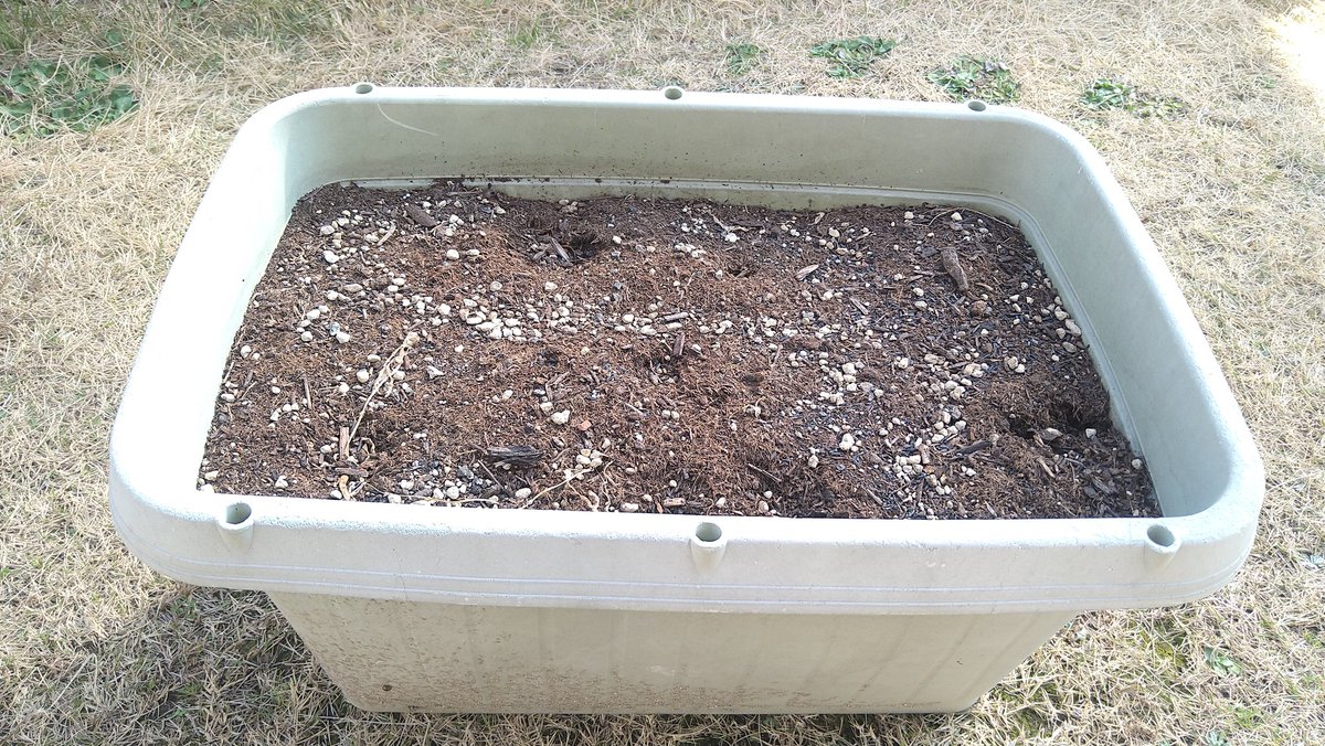 みーちゃんパパ こんにちは ミョウガは植え付けから４年が経ち去年は収穫量が減ったので 根っこを整理しました プランターをひっくり返したら思った通り根がびっしりと密状態 芽が出始めてる所を適当な長さに切って 5cm程土を被せて出来上がり