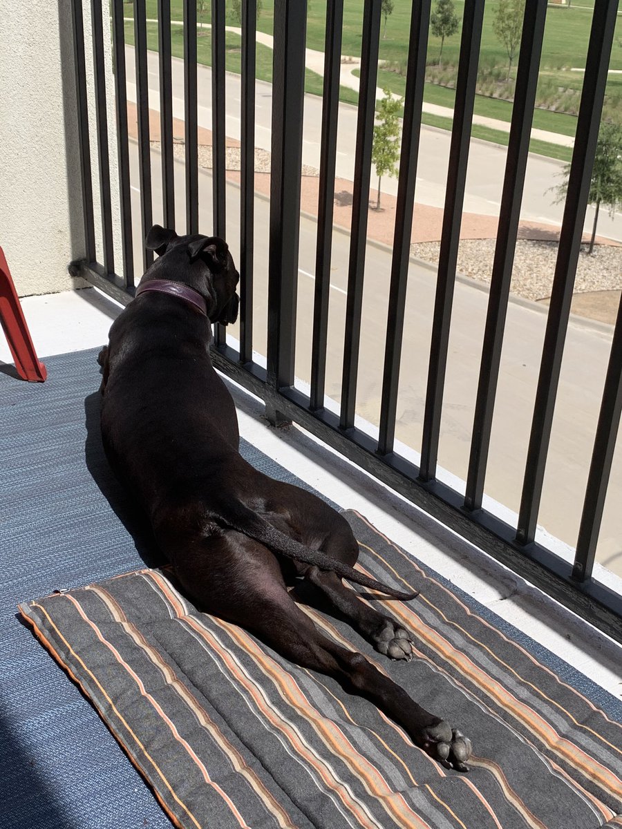 SarahDeemerPhD's tweet image. It’s #NationalLoveYourPetDay as if I needed another excuse to post pictures of Dillon! ❤️ today I’m throwing it back to warmer weather...looking forward to springtime in Denton!! #RescueDogs #ColoRaDogs