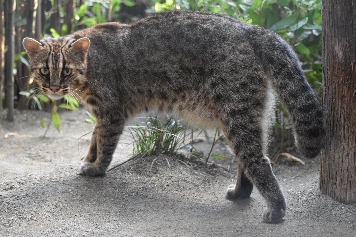 イリオモテヤマネコ 動物園