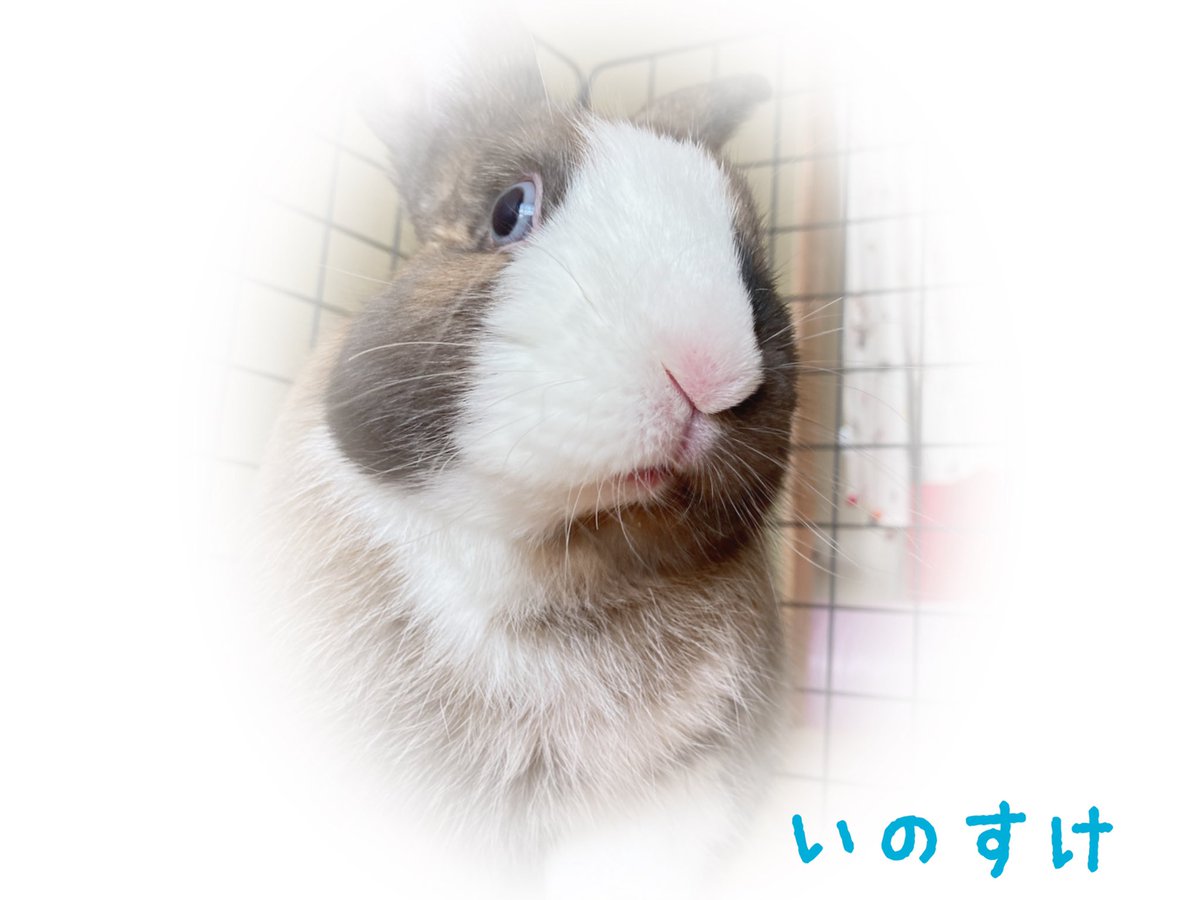 うっとこのこ うっとこのこ